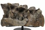 Hadrosaur (Hypacrosaur) Sacrum with Metal Stand - Montana #211085-3